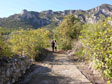 walking